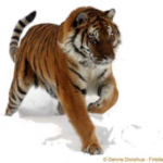 Edmond le Tigre