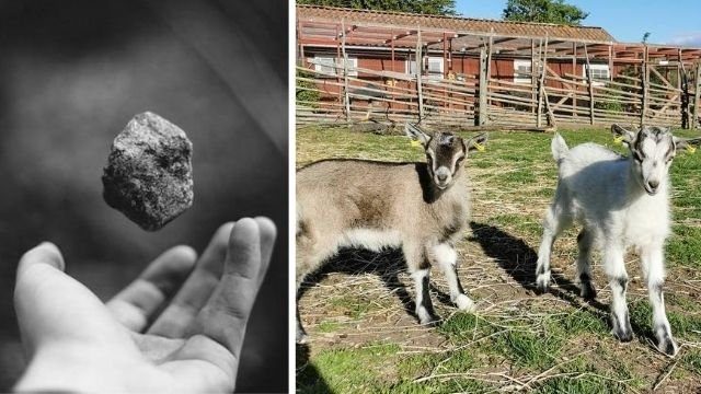 Partout en Europe, des « jeunes » s’amusent à lapider les animaux : une facette du jihad en cours