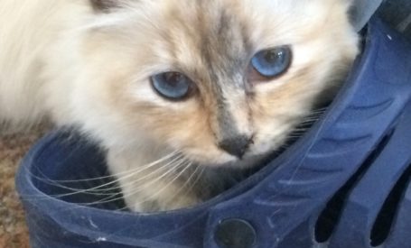 Cachou