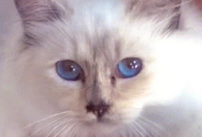 Cachou