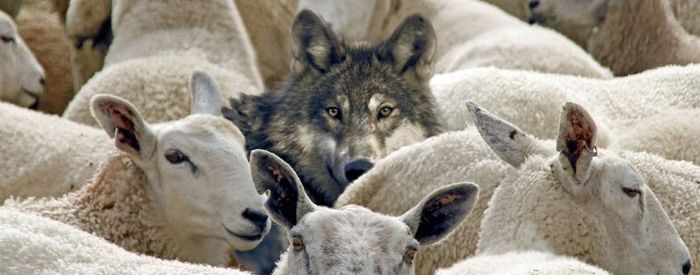 loup-moutons.jpg