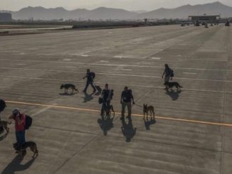 3_US-military-dogs-e1629308803644.jpg