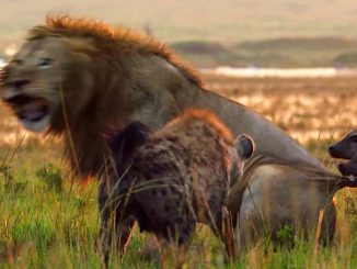 lion-attaque-par-hyenes-sauvetage-une.jpg