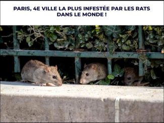 Paris ville de rats