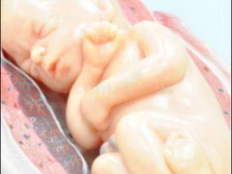 Foetus de 7 mois comme celui tué dans l'accident de Palmade