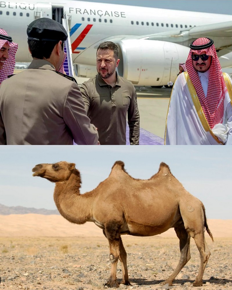 Zelensky en Arabie saoudite