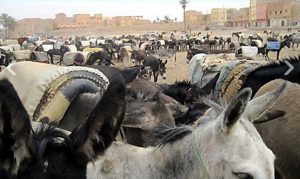 Parking d'ânes à Ouarzazate