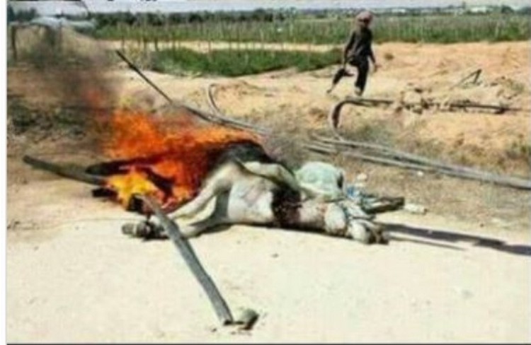 Âne brulé à Gaza