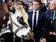 Une vache et un Macron