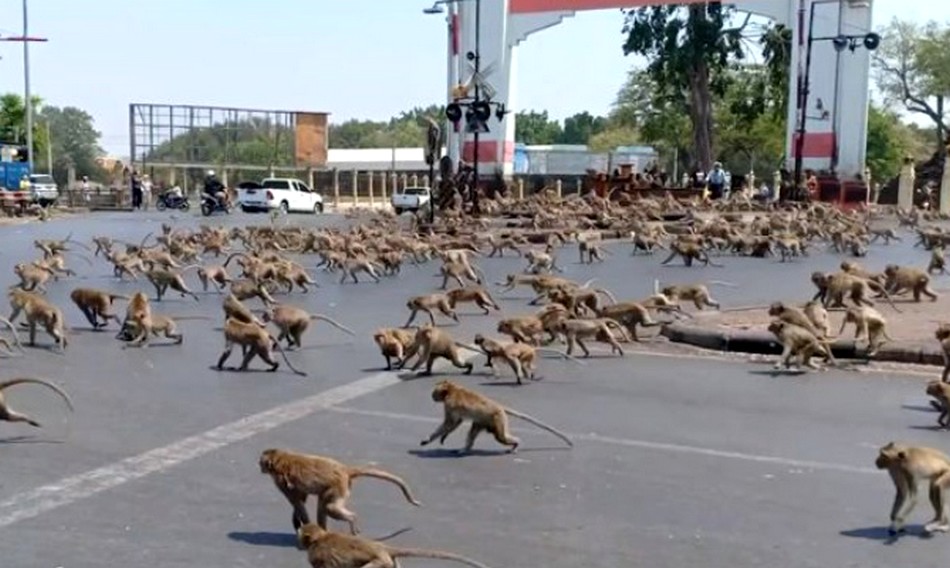 Macaques envahissants à Lopburi - Thaïlande
