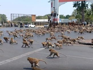La ville thaïlandaise de Lopburi envahie par les macaques