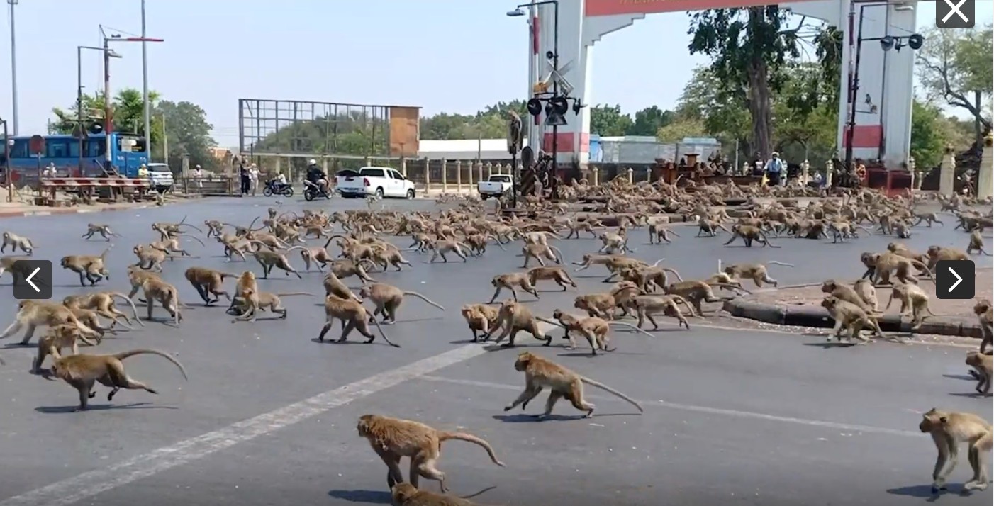 La ville thaïlandaise de Lopburi envahie par les macaques