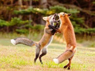 combat-renard-0.jpg